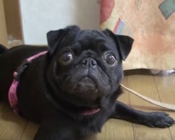 (Video) This Sweet Pug Just Wants to Go on Her Walk. When Mom Starts Talking to Her? How She Responds is Priceless!