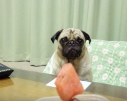 (Video) It’s Time for This Cute Puglet to Eat. Just How Much He Enjoys His Food? Aww!