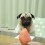 (Video) It’s Time for This Cute Puglet to Eat. Just How Much He Enjoys His Food? Aww!