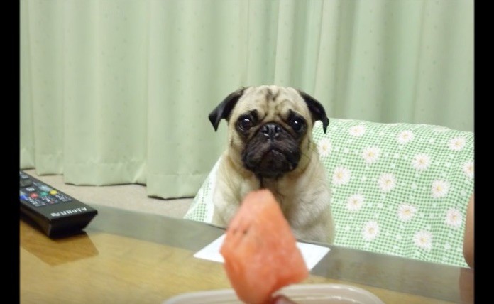 puglet with fruit