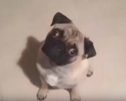 (Video) These Pugs Have Serious Pugtitude. OMG, the Pug at 2:00 is too Much! Ha ha!