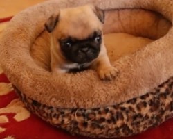 (Video) This Tiny Pug Pup Adores His Bed. Now See Just How In Love He Is…