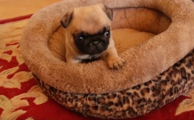 puppy bed
