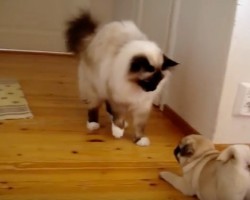 (Video) Pug Puppy Really Wants to Play With the Cat. Everything She Does to Try and Convince Her? LOL!