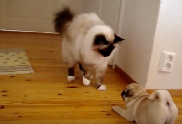 pug trying to play with cat