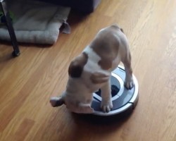 (Video) 2-Month-Old English Bulldog Faces His Greatest Nemesis, the Roomba and the Ride is Epic! LOL!