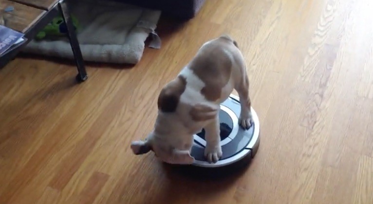 roomba dog