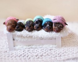 Proud Doxie Mom Shows off Her 6 Puppies in an Adorable Photoshoot