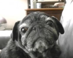 (Video) This Elderly Pug is Stealing Everyone’s Heart. He’s So Precious!