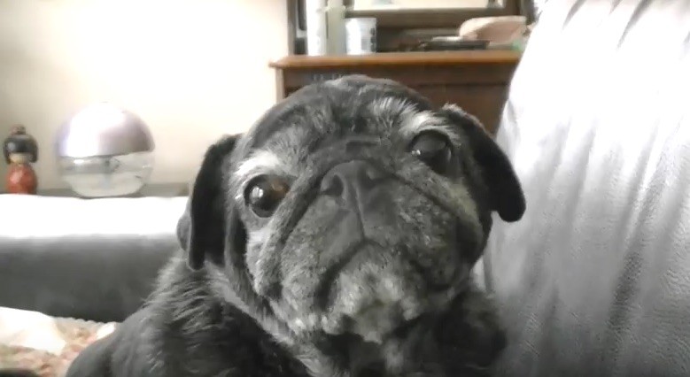 senior pug