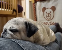 (Video) This Pug Sleeping on His Dad’s Behind is Everything. LOL!
