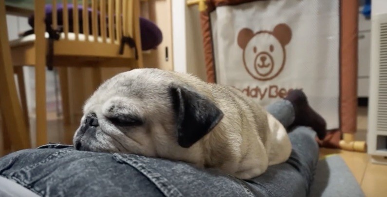 pug sleepy butt