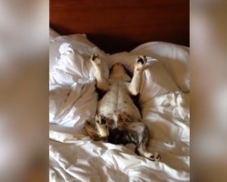 (Video) This Doggie Reminds Us That the Struggle is Real When it’s Time to Get Up! LOL!