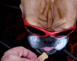 (Video) This Dog is Sulking Because Dad Put Sunglasses on Him. When He’s Offered a Treat? OMG, Hilarious!