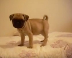 (Video) At Just 7-Weeks-Old, This Pug Puppy Has A LOT to Say! Listen and Chuckle as You Hear Her “Talking.”