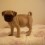 (Video) At Just 7-Weeks-Old, This Pug Puppy Has A LOT to Say! Listen and Chuckle as You Hear Her “Talking.”