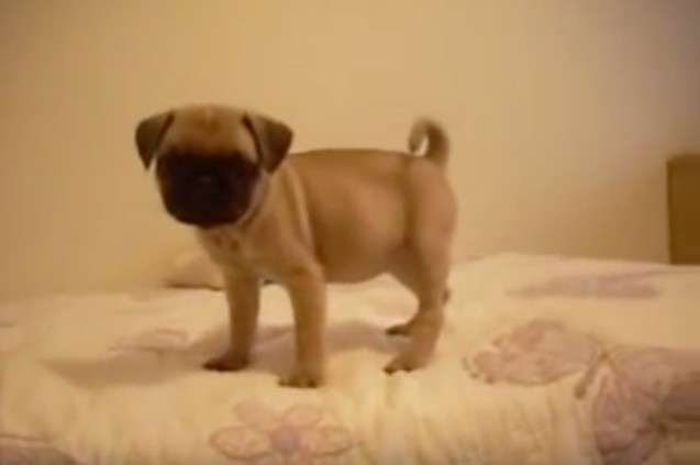 talking pug puppy