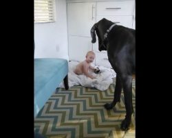 (Video) This Baby Shows a Dog Who’s in Charge! How He Responds? Priceless!