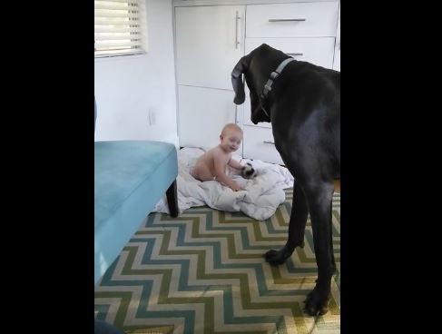 big-dog-and-baby