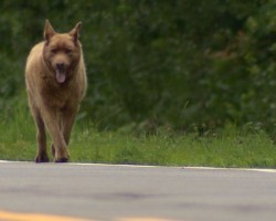 Dog Goes on 4-Mile Walk Daily Just to Say “Hey!” to Neighbors