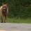 Dog Goes on 4-Mile Walk Daily Just to Say “Hey!” to Neighbors