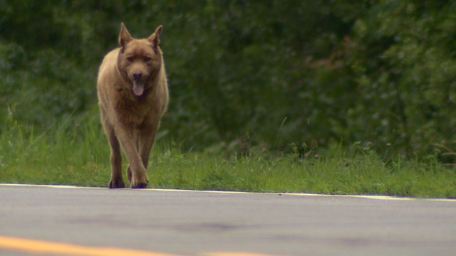 Bruno walks to town