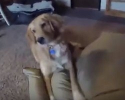 (Video) This Puppy Has No Idea What’s Inside a Box His Owner Opens. When He Sees It? Best Reaction Ever!