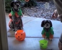 (Video) Celebrate a Doggie Howloween With Lots of Tricks AND Treats!