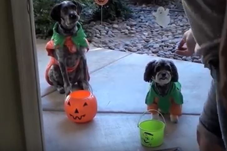 Doggie Halloween