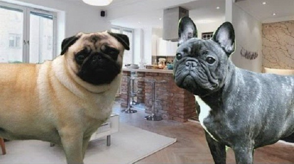 french-bulldog-vs-pug