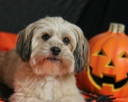 Vital Doggie Halloween Safety Tips to Take Note of This October
