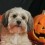 Vital Doggie Halloween Safety Tips to Take Note of This October