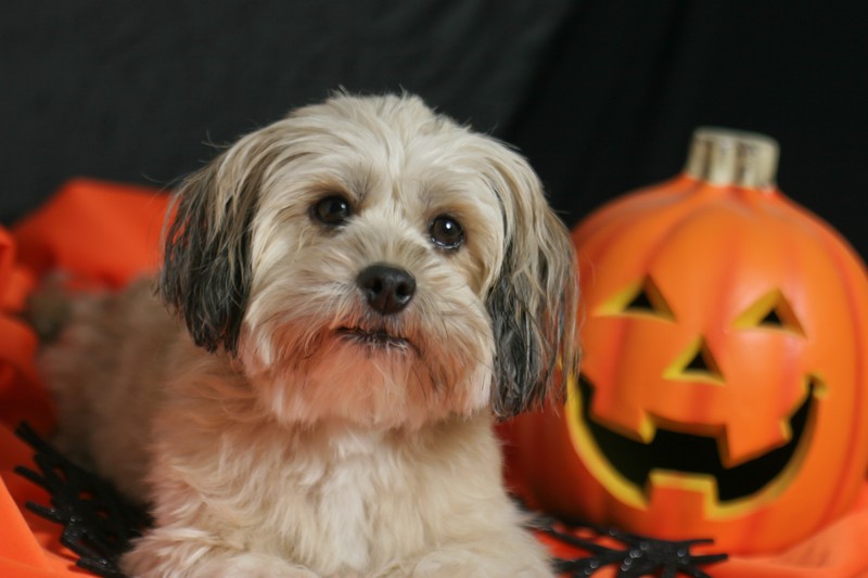 Halloween Dog