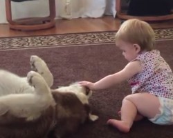 (Video) This Toddler Gives a Full Investigation of Her Doggy’s Teeth. Just How Patient the Dog Is? I Still Can’t Believe This!