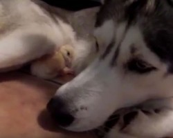 (Video) This Husky and Chick Cuddle Together and Witnessing it Will Tug on Anyone’s Heartstrings
