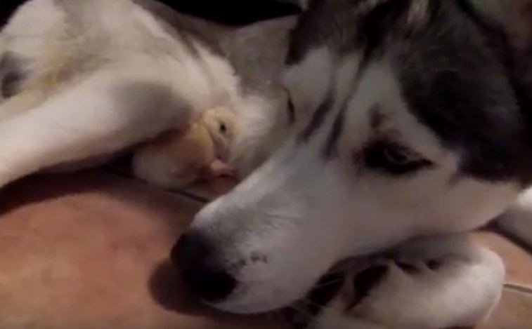 Husky and Chick