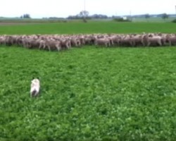 (Video) This Epic Battle of a Pug vs Sheep is Unlike Anything I’ve Ever Seen Before!