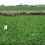 (Video) This Epic Battle of a Pug vs. Sheep is Unlike Anything I’ve Ever Witnessed!