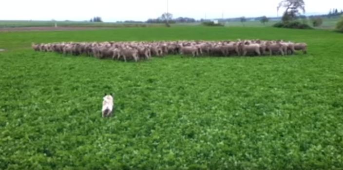 Pug and sheep