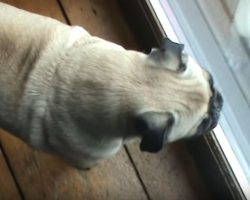 (Video) This Pug Wants to Go on a Conquest to Chase Turkeys. When He’s Let Outside? Those Birds Better Watch Out!