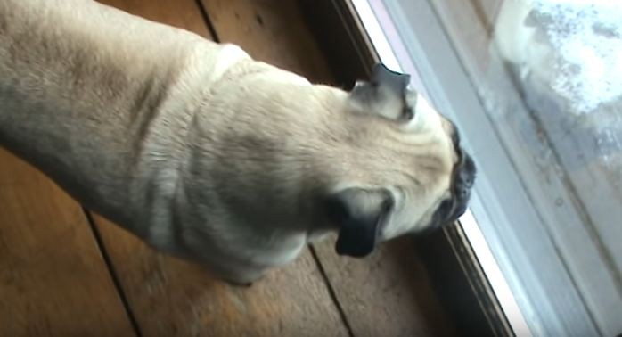 pug-wants-to-chase-turkies