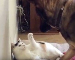 (Video) This Dog Discovers Someone Has Taken Over His Bed. How the Culprit Fights Back? I Didn’t See This Coming!