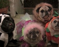 (Video) These Scary Pugs Made Everyone Shiver With Terror. They Were THAT Scary!
