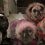 (Video) These Scary Pugs Made Everyone Shiver With Terror. They Were THAT Scary!