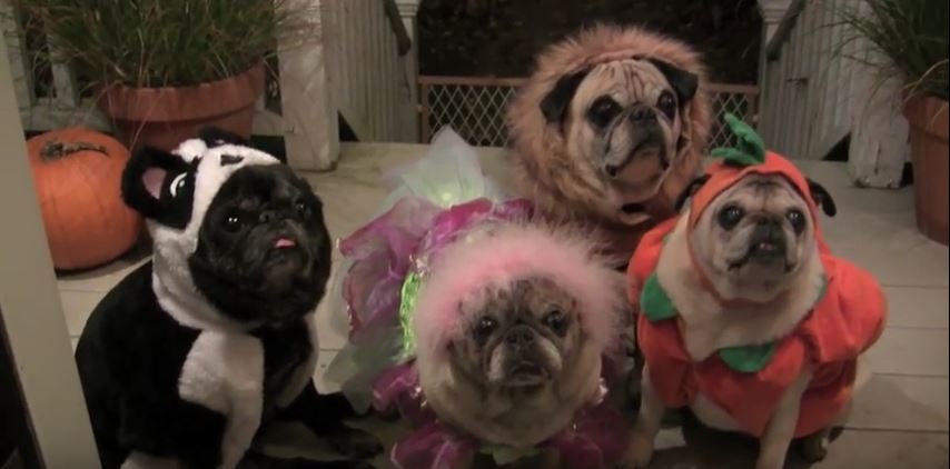 trick-or-treat-pugs