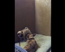(Video) Pug Has the Ultimate Temper Tantrum. Now Get Ready to Laugh Hysterically When Finding Out Why!