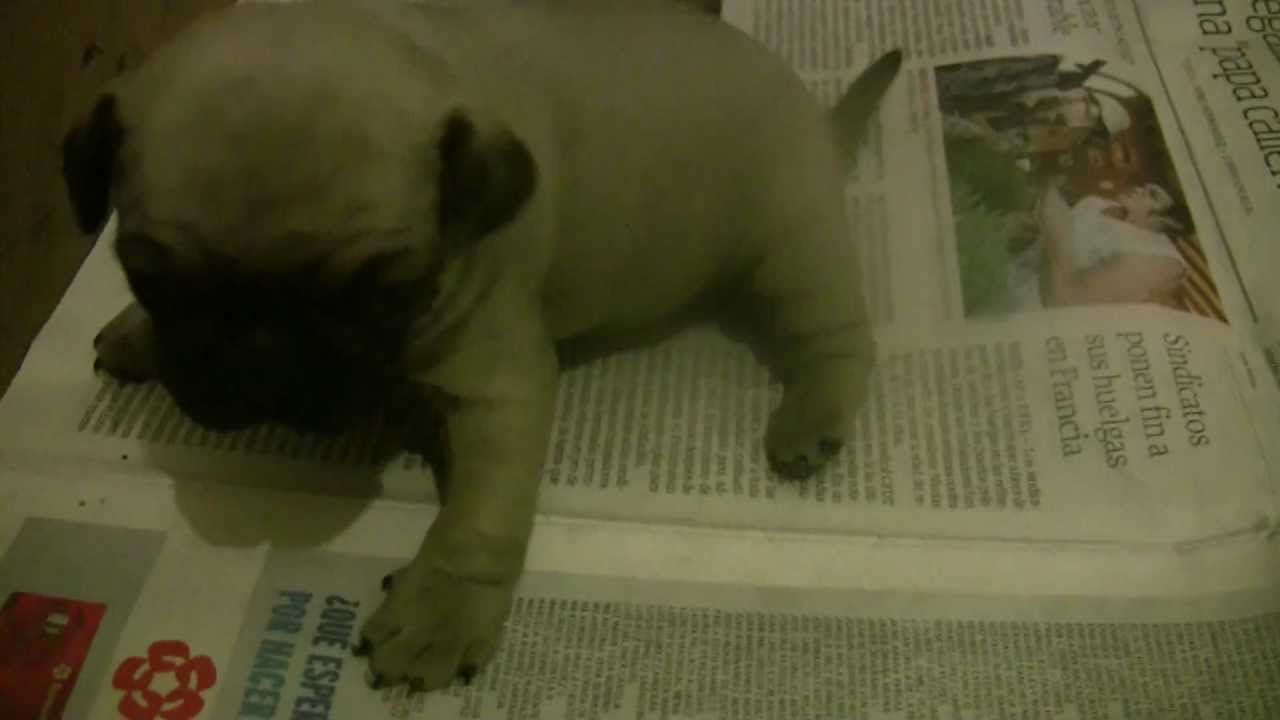 baby-pug-first-bark