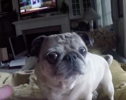 (Video) This Pug LOVES Bacon. Now Watch Her Eyes Light Up When Dad Gives Her a Piece…