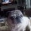 (Video) This Pug LOVES Bacon. Now Watch Her Eyes Light Up When Dad Gives Her a Piece…
