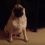 (Video) Pug Says No Way to Bedtime With Serious Attitude. Now Wait to See Who Has the Last Word…